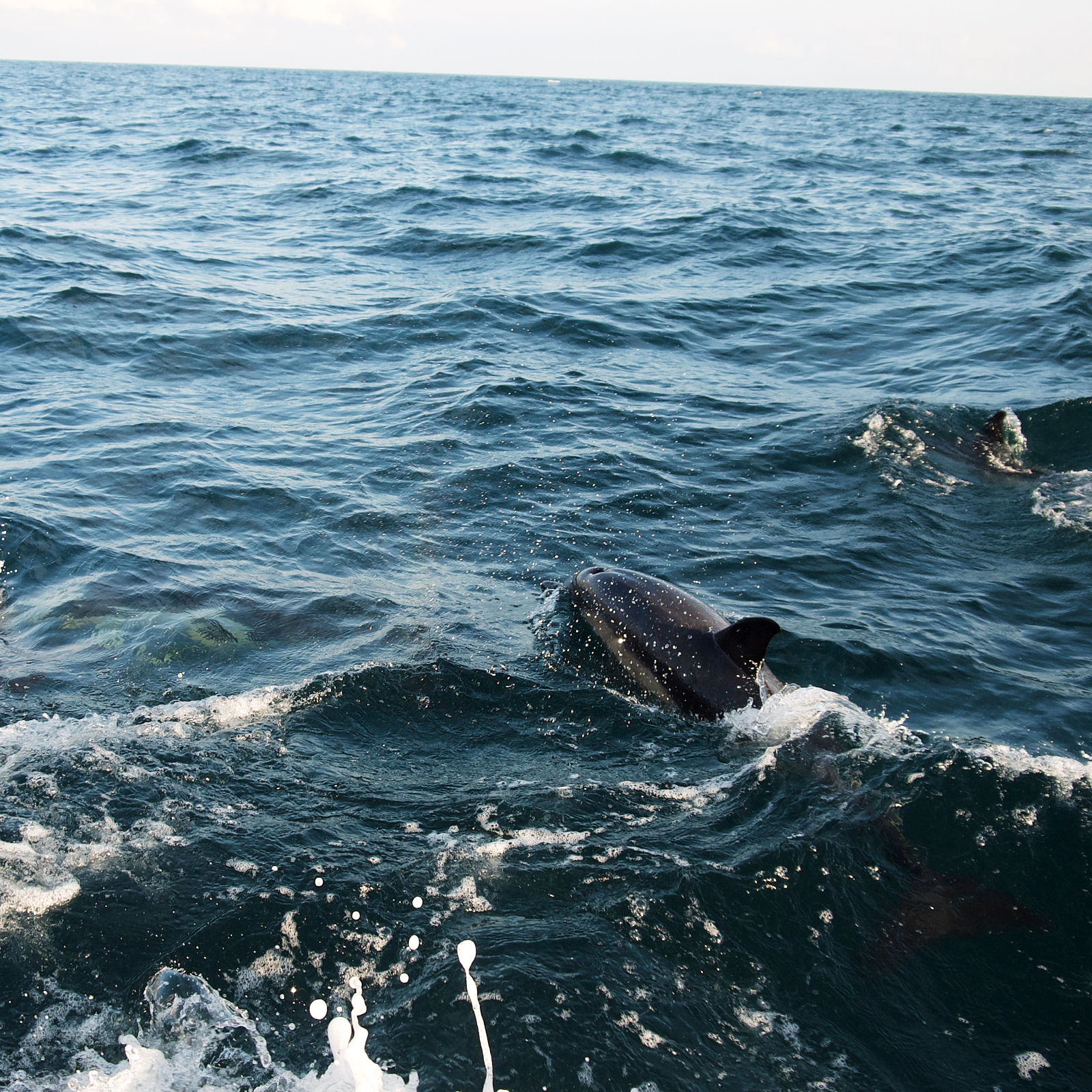 Dolphins surge in deep blue water